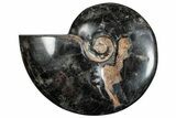 Polished Ammonite (Cleoniceras) Fossil - Unique Black Color! #282408-1